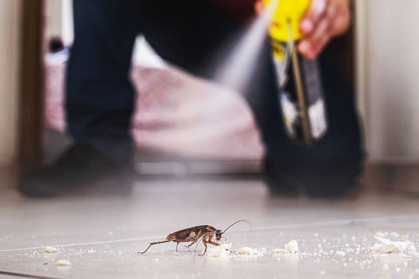 Best Termite Control Services  in Hayward, CA