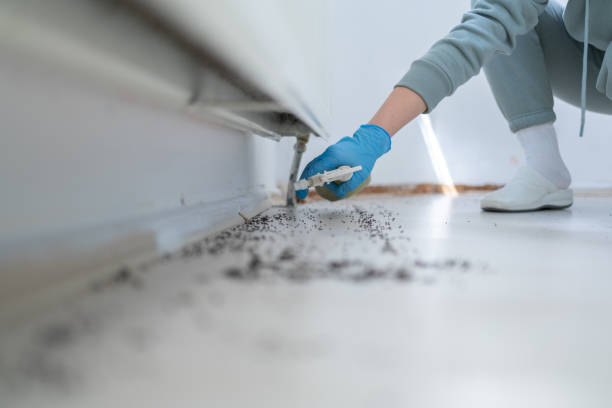 Best Pest Removal Services  in Hayward, CA